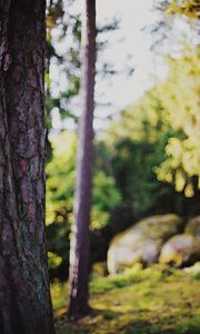 Preview wallpaper trees, landscape, blur, nature