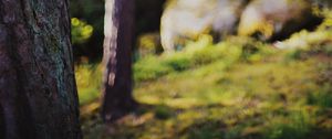 Preview wallpaper trees, landscape, blur, nature