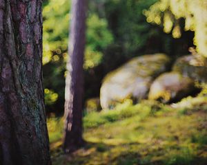 Preview wallpaper trees, landscape, blur, nature