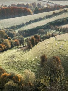 Preview wallpaper trees, landscape, fields, meadows, grass, slope