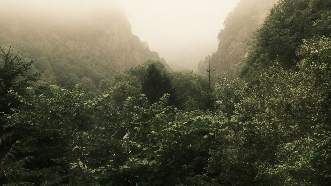 Wallpaper trees, landscape, fog, leaves