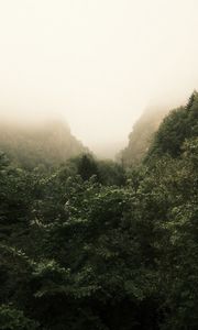Preview wallpaper trees, landscape, fog, leaves