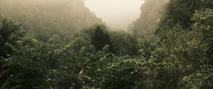 Preview wallpaper trees, landscape, fog, leaves