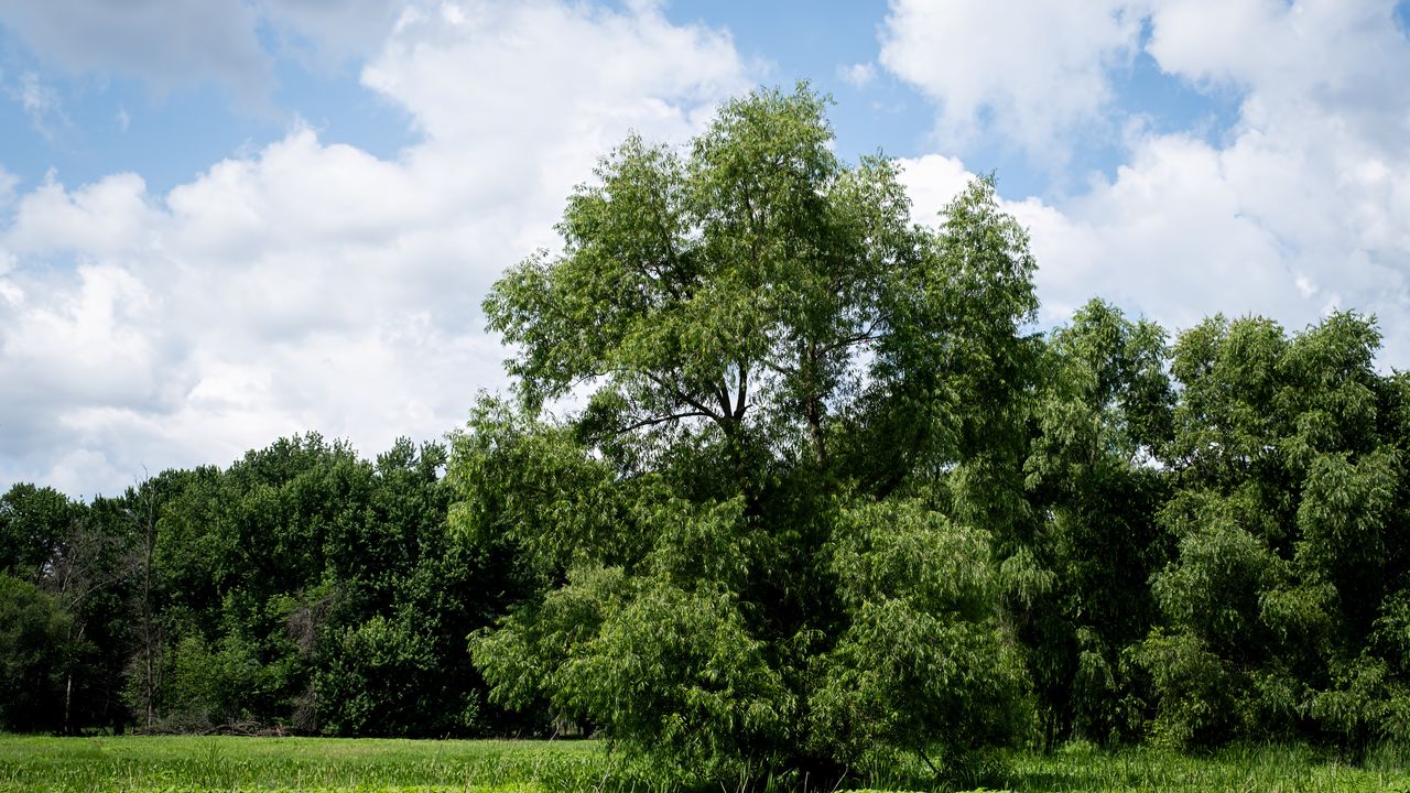 Wallpaper trees, landscape, grass, sky