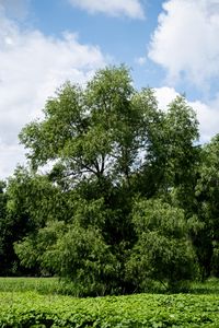 Preview wallpaper trees, landscape, grass, sky