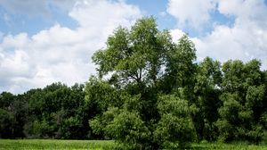 Preview wallpaper trees, landscape, grass, sky