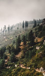 Preview wallpaper trees, landscape, hill, slope