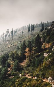 Preview wallpaper trees, landscape, hill, slope