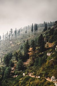 Preview wallpaper trees, landscape, hill, slope