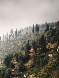 Preview wallpaper trees, landscape, hill, slope