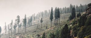 Preview wallpaper trees, landscape, hill, slope