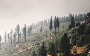 Preview wallpaper trees, landscape, hill, slope