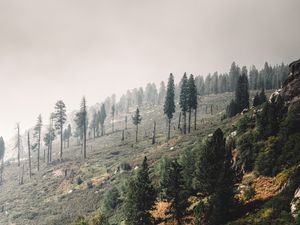 Preview wallpaper trees, landscape, hill, slope