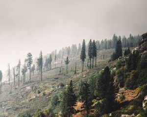 Preview wallpaper trees, landscape, hill, slope