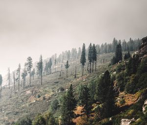 Preview wallpaper trees, landscape, hill, slope