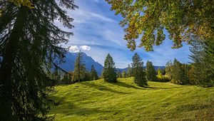 Preview wallpaper trees, landscape, meadow, grass