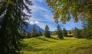 Preview wallpaper trees, landscape, meadow, grass