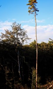 Preview wallpaper trees, landscape, nature, trunks, branches