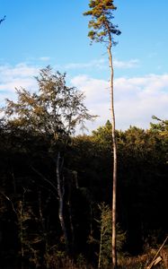 Preview wallpaper trees, landscape, nature, trunks, branches