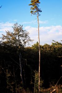 Preview wallpaper trees, landscape, nature, trunks, branches