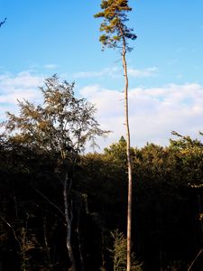 Preview wallpaper trees, landscape, nature, trunks, branches