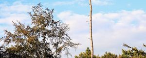 Preview wallpaper trees, landscape, nature, trunks, branches
