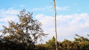 Preview wallpaper trees, landscape, nature, trunks, branches