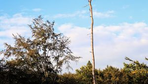 Preview wallpaper trees, landscape, nature, trunks, branches