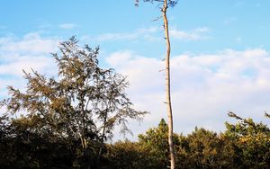 Preview wallpaper trees, landscape, nature, trunks, branches