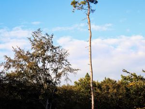 Preview wallpaper trees, landscape, nature, trunks, branches