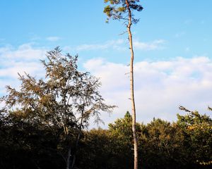 Preview wallpaper trees, landscape, nature, trunks, branches