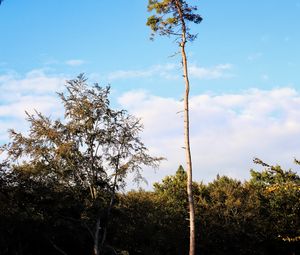 Preview wallpaper trees, landscape, nature, trunks, branches