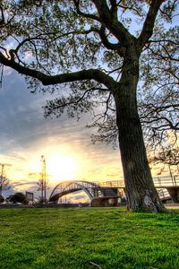 Preview wallpaper trees, landscapes, grass, city, hdr