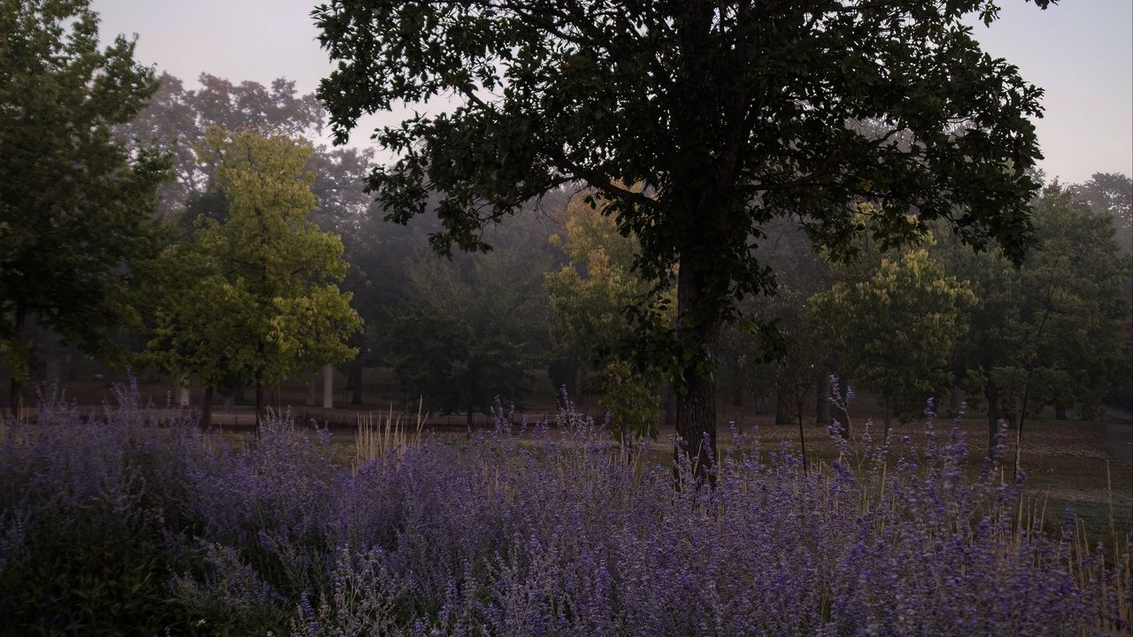 Wallpaper trees, lavender, flowers, landscape