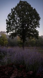 Preview wallpaper trees, lavender, flowers, landscape