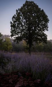 Preview wallpaper trees, lavender, flowers, landscape