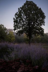 Preview wallpaper trees, lavender, flowers, landscape