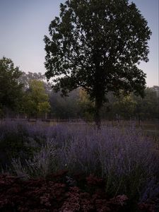 Preview wallpaper trees, lavender, flowers, landscape