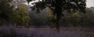 Preview wallpaper trees, lavender, flowers, landscape