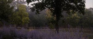 Preview wallpaper trees, lavender, flowers, landscape