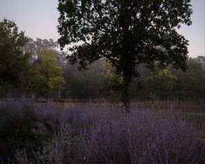 Preview wallpaper trees, lavender, flowers, landscape