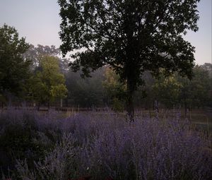 Preview wallpaper trees, lavender, flowers, landscape