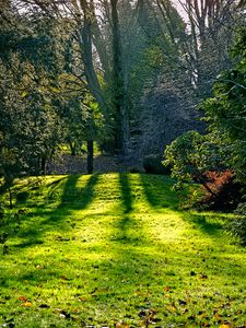Preview wallpaper trees, lawn, grass, shadows, nature