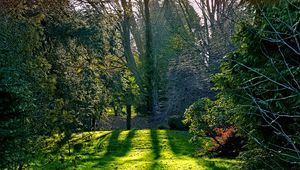 Preview wallpaper trees, lawn, grass, shadows, nature