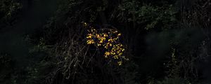 Preview wallpaper trees, leaves, autumn, dark