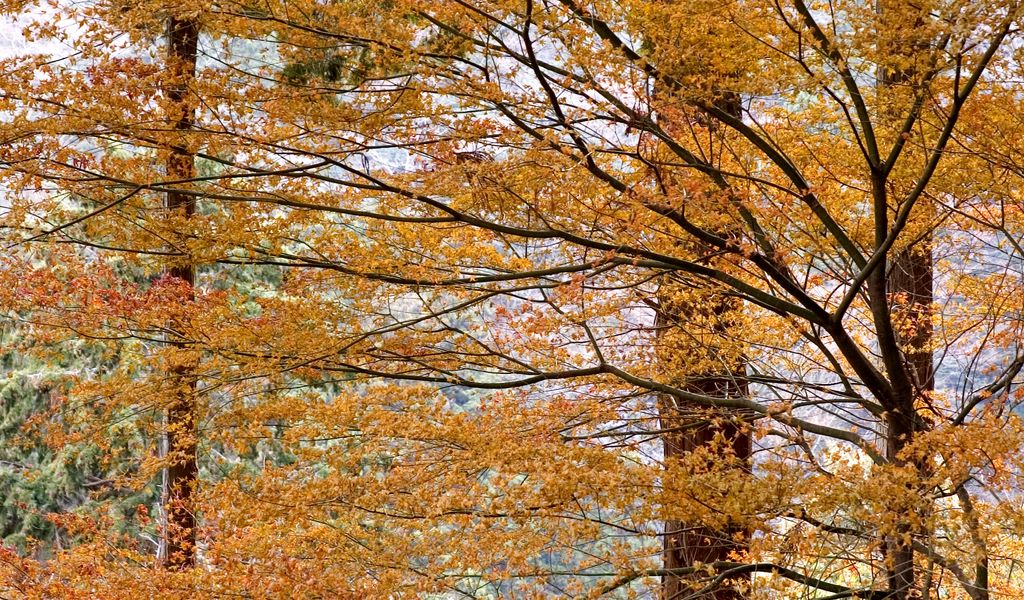 1024x600 Wallpaper trees, leaves, autumn, nature, landscape
