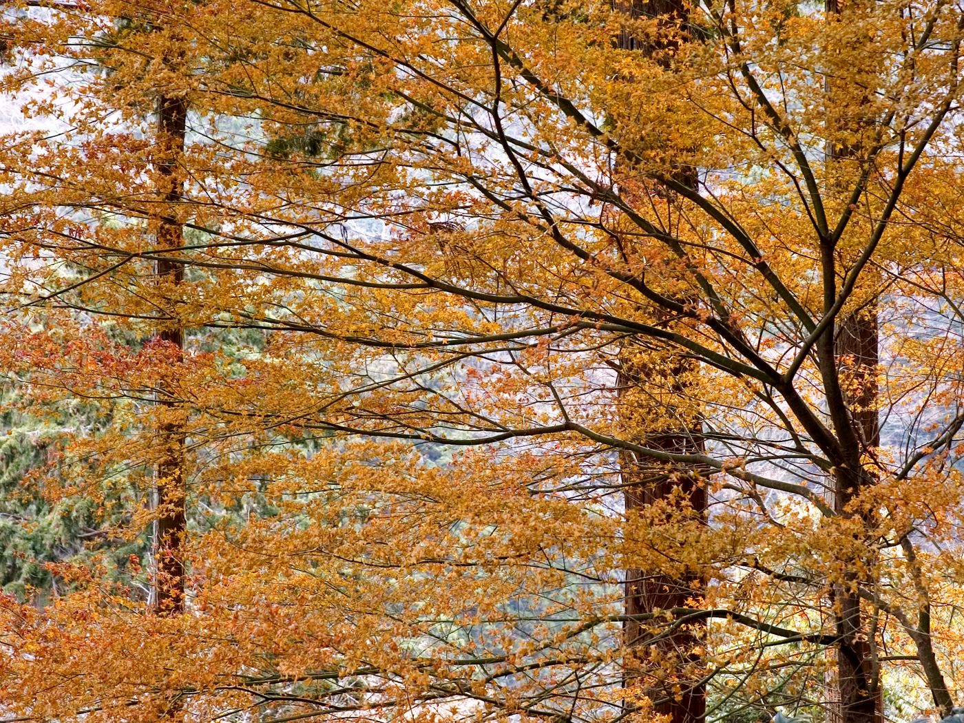 1400x1050 Wallpaper trees, leaves, autumn, nature, landscape