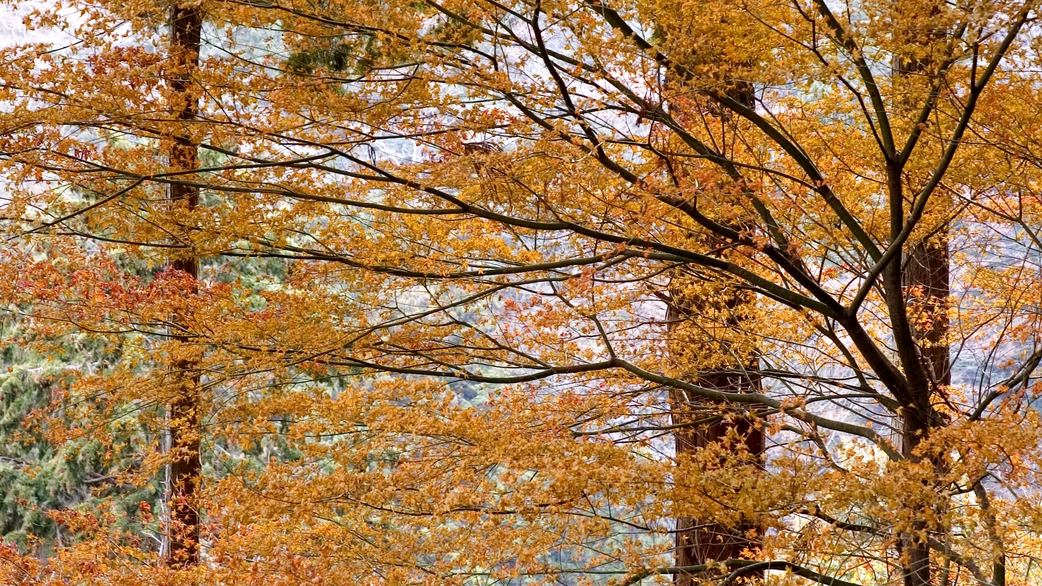2048x1152 Wallpaper trees, leaves, autumn, nature, landscape