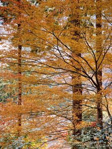 Preview wallpaper trees, leaves, autumn, nature, landscape