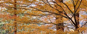 Preview wallpaper trees, leaves, autumn, nature, landscape